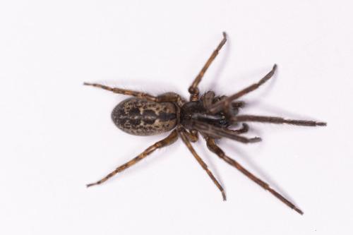 Segestria bavarica
